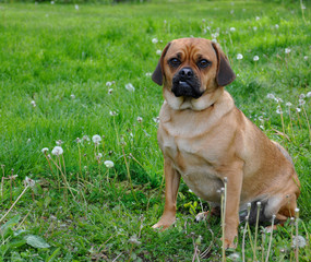 Moby the Puggle #1