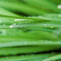 Green leaves with waterdrops