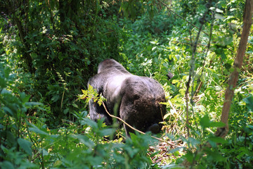 Mountain gorilla, Volcano National Park, Rwanda