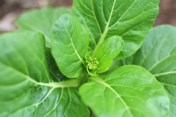 Close up fresh lettuce cantonese in farm
