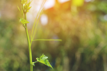 Close up vegetable gourd in garden