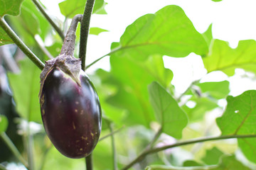 Close up of eggplant on plant