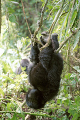 Mountain gorilla, Volcano National Park, Rwanda