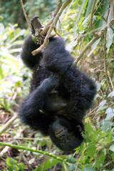 Mountain gorilla, Volcano National Park, Rwanda