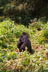 Mountain gorilla, Volcano National Park, Rwanda
