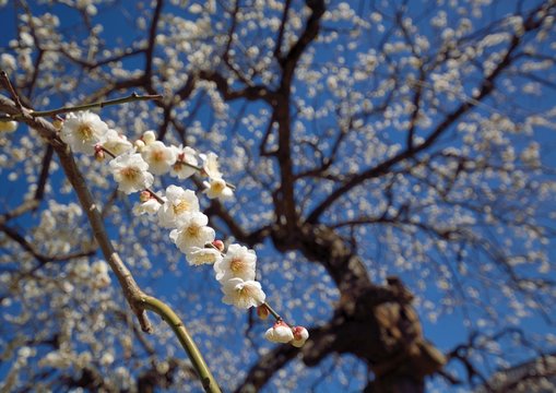 Japanese weeping plum blossoms with blue sky background in early spring