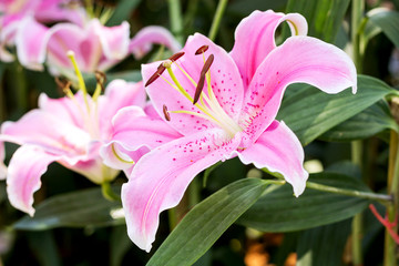 Fototapeta premium pink lilly