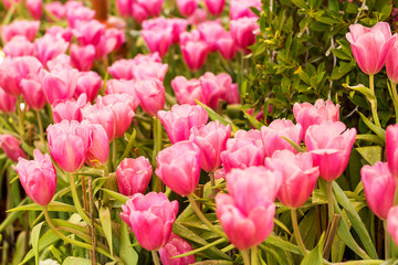 Tulip. Beautiful colorful tulips