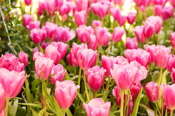Fototapeta premium Tulip. Beautiful colorful tulips