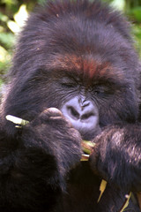 Mountain gorilla, Volcano National Park, Rwanda