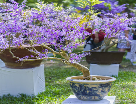 Purple blooming Apricot flower pots in early spring Vietnam Lunar New Year