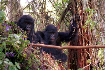 Mountain gorillas, Volcano National Park, Rwanda
