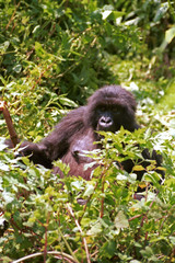 Mountain gorilla, Volcano National Park, Rwanda