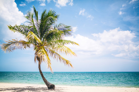 palm trees of the Caribbean