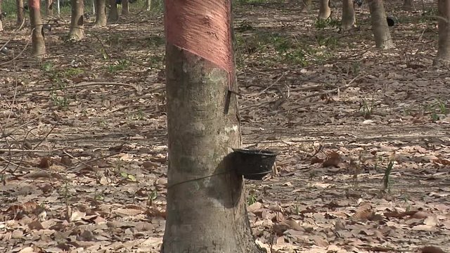 Tapped Rubber Tree