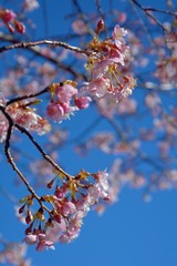 Japanese cherry blossoms (Kawazu-sakura in japanese) in early spring