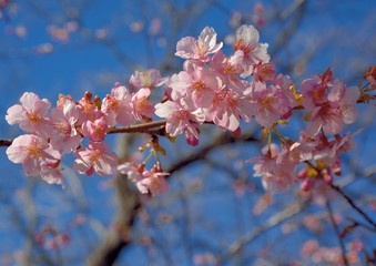 Japanese cherry blossoms (Kawazu-sakura in japanese) in early spring