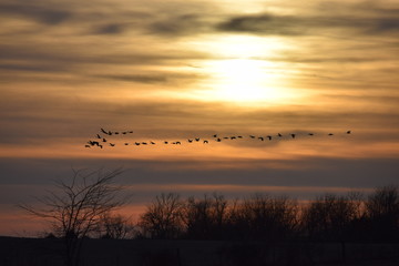 Geese In Sunset