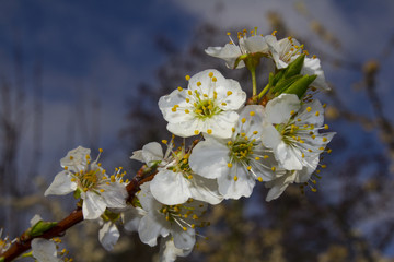 White Cherry Blossom Flowers - Sakura