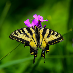 Tiger swallowtail butterfly