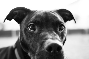 Dog in Black and White
