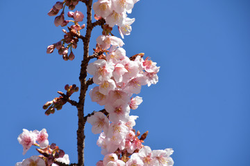 Cherry Blossoms