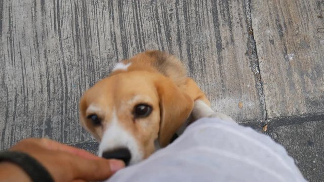 Adorable Beagle in leash standing by holding leg's owner ,begging for food from owner