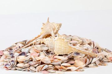 Sea Shell variety