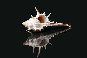 Sea Shell variety