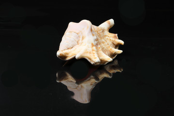 Sea Shell variety