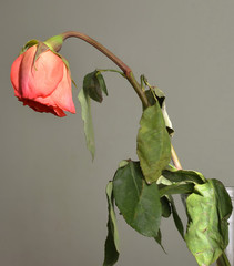 Obraz premium Withered rose