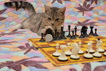 Cat and chess