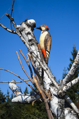 Wooden woodpecker