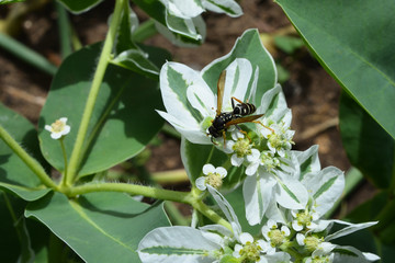 Euphorbia marginata and wasp