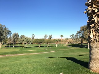 Obraz premium Golfers on the Green