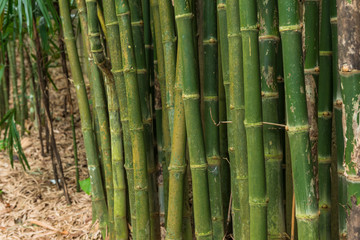 Fresh bamboo trees in forest