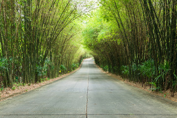 Fototapeta premium road through tunnel of bamboo