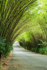 road through tunnel of bamboo