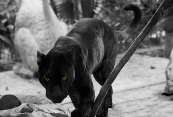 Black Panther