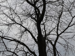 Bare Winter Tree
