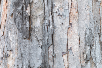 Old wood backgrounds texture