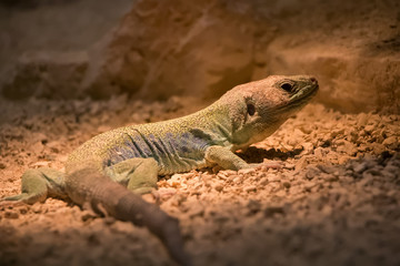 Lézard