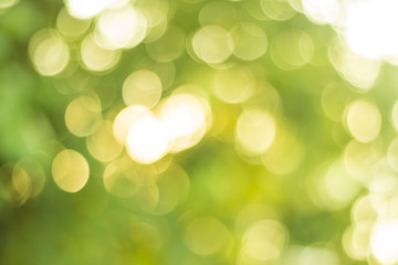 Obraz premium green nature bokeh background out of focus