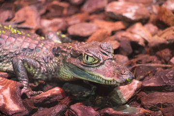 Caïman à lunettes