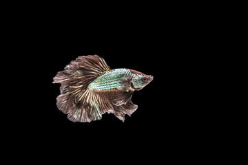 closeup beautiful small siam betta fish with isolate background