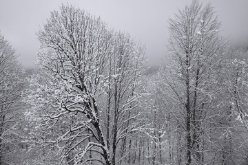 Snowy forest on North slope Aibga Ridge Western Caucasus