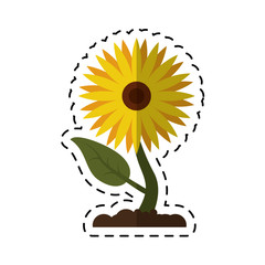 cartoon sunflower flora leaves icon vector illustration eps 10