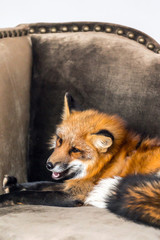 red fox indoor