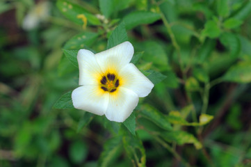 The beauty of white flower