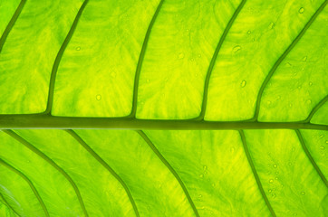 green leaf vein texture